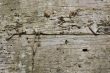 birch bark