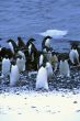 Flock of Adelie penguins, coming out of the water