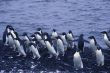 Flock of Adelie penguins, coming out of the water