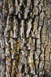 Mossy bark background