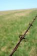 Rusty barbed wire in the field