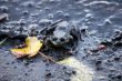 Frog on beach