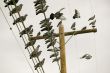 Pigeons on a Wire