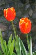 Shiny red tulips