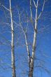Aspen trees in spring