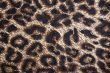 Leopard spotted fabric background