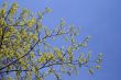 Vibrant green color of a spring tree