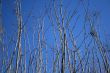 Tree branches reaching for the blue sky