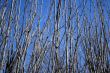 Dense tree branches against the blue sky