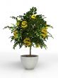 Money tree in flowerpot isolated on white background