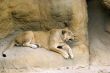 Lioness at Rest