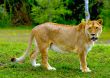 Lioness 2