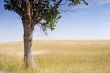 Lonely Tree