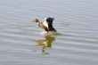 Landing Duck