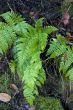 Forest ferns