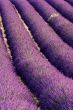 Rows of lavender