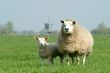 sheep and windmill