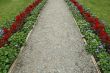 Gravel path surrounded by flowers