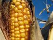 Golden corn and the blue sky