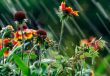 Summer rain