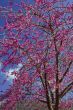 Violet flower tree , cercis siliquastrum