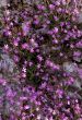 Wild violet flowers on rock