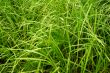 Tall green grass