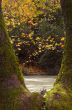 Autumn scene