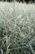 Green and white grass background