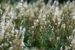 Fluffy flowering herbs