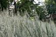 Green and white grass