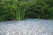 White pebble and green bushes
