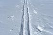 Ski track crossing a winter terrain