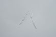 Triangular flock of wild birds