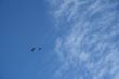 Two wild geese in the sky