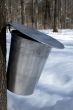 Bucket collecting sap for maple syrup production