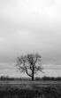 Lonely tree in a spring field