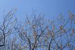 Tree brunches with buds and young leaves