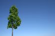 Green tree and blue sky