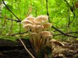 Mushroom family in the sunlight
