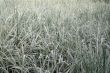 Beautiful green and white grass
