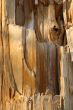 Wooden texture of a broken tree