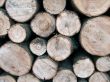 Pile of pine tree logs