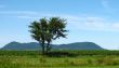 Lonely tree and mountains on the horizon