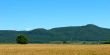 Golden oat field and mountains