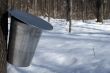 Pail for collecting sap to produce maple syrup