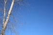 Spring tree and the blue sky