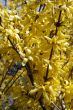 Blooming forsythia bushes in spring