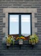 Window with blooming yellow flowers