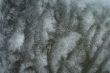 Frozen air bubbles in ice